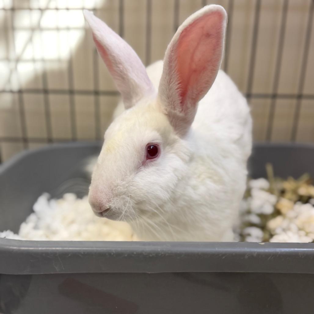 Enlarge Cinderace, a Adoptable American in Palm Springs, CA image 4/4