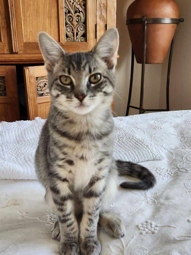 Enlarge Grey (must go with Izzy), a Adopted Domestic Short Hair in Cary, NC image 2/3