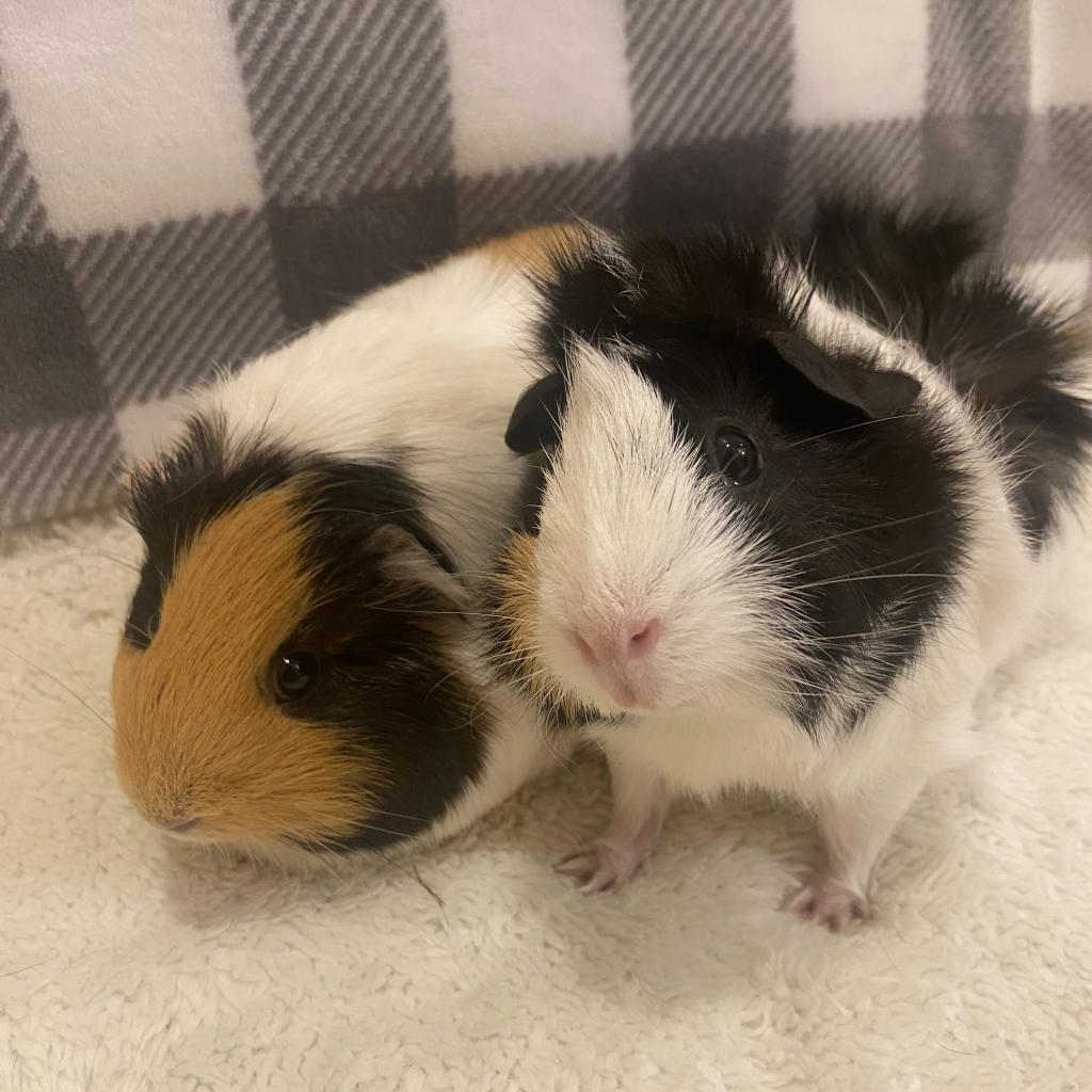 Lila, a Adoptable mixed breed in Miami, FL image 1/6