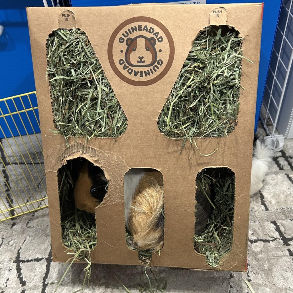 Lila, a Adoptable mixed breed in Miami, FL image 2/6