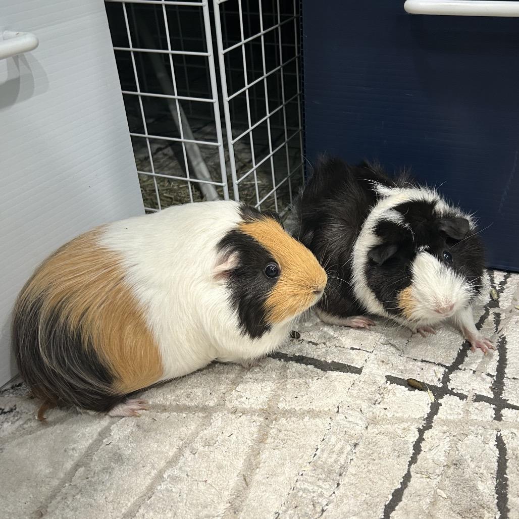 Lila, a Adoptable mixed breed in Miami, FL image 3/6