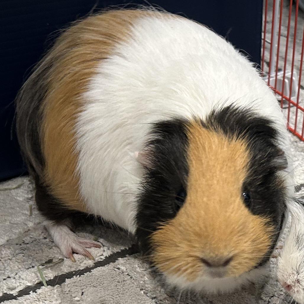 Lila, a Adoptable mixed breed in Miami, FL image 4/6