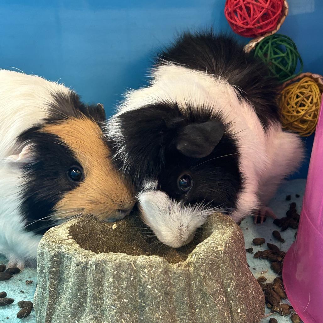 Lila, a Adoptable mixed breed in Miami, FL image 5/6