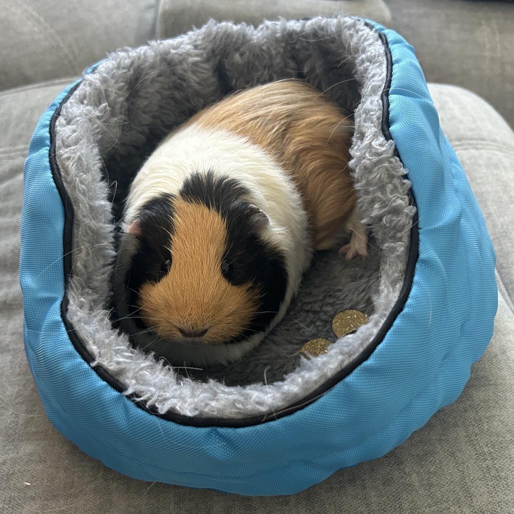 Lila, a Adoptable mixed breed in Miami, FL image 6/6