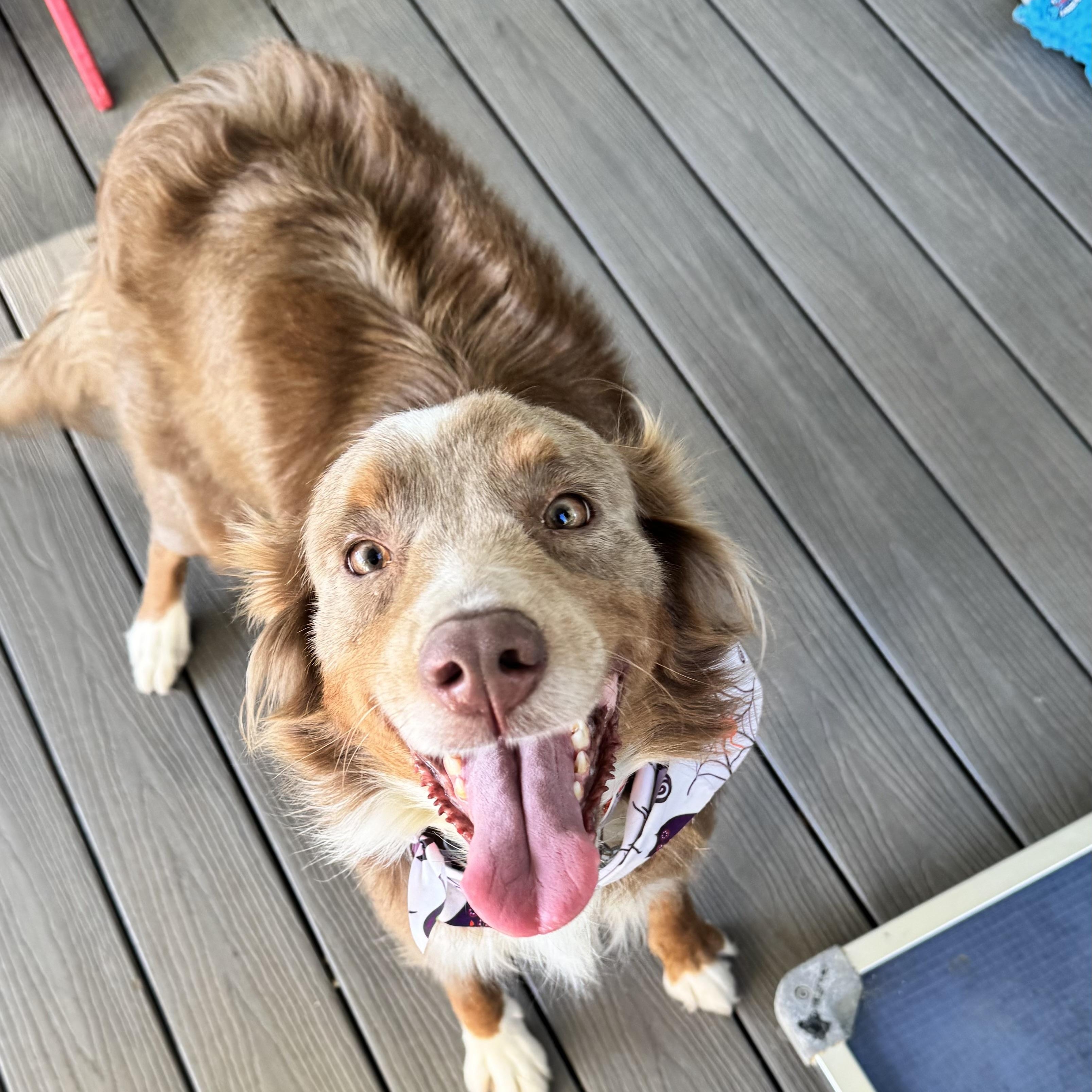Enlarge Dusty Rose, a Adoptable Australian Shepherd in Louisburg, KS image 1/6