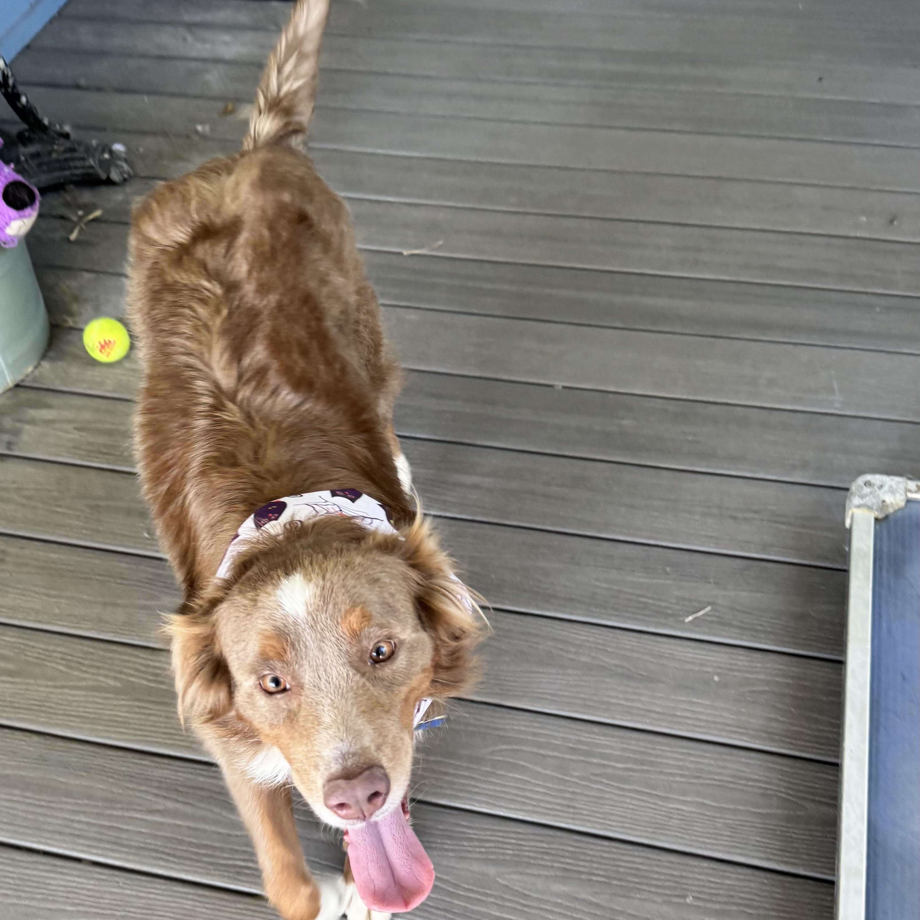 Enlarge Dusty Rose, a Adoptable Australian Shepherd in Louisburg, KS image 5/6