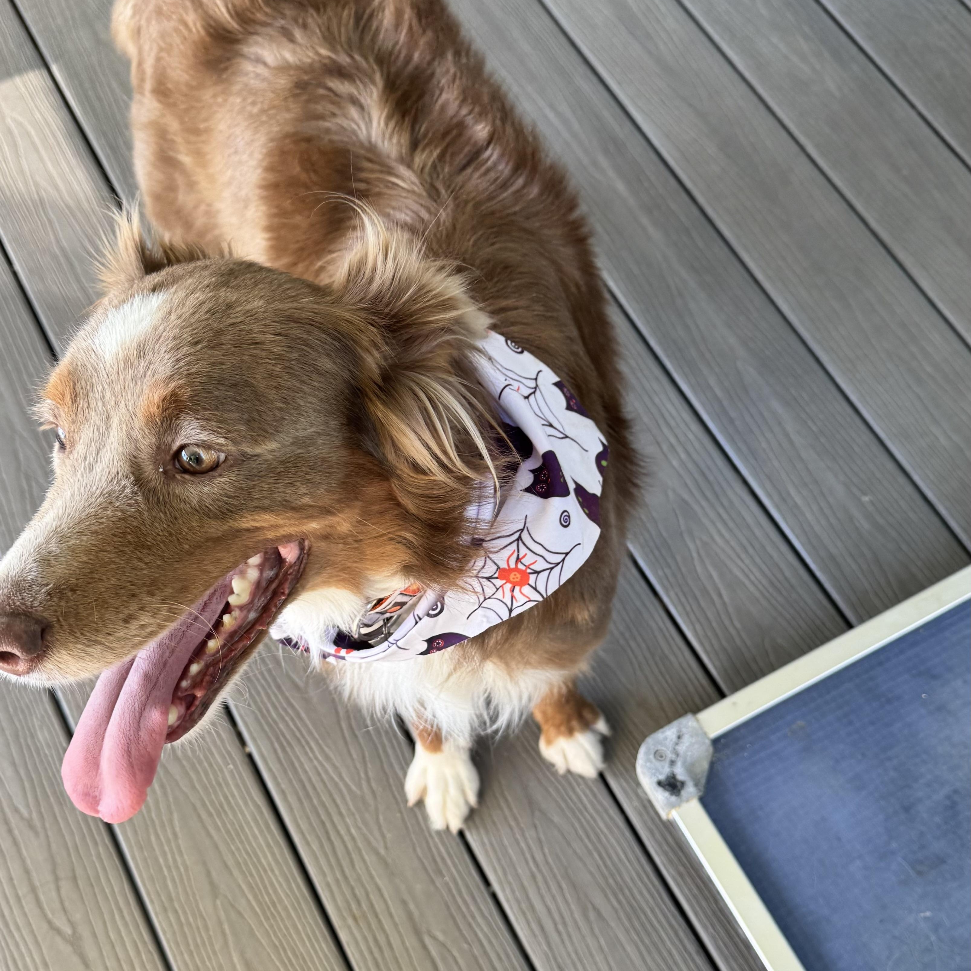 Enlarge Dusty Rose, a Adoptable Australian Shepherd in Louisburg, KS image 3/6