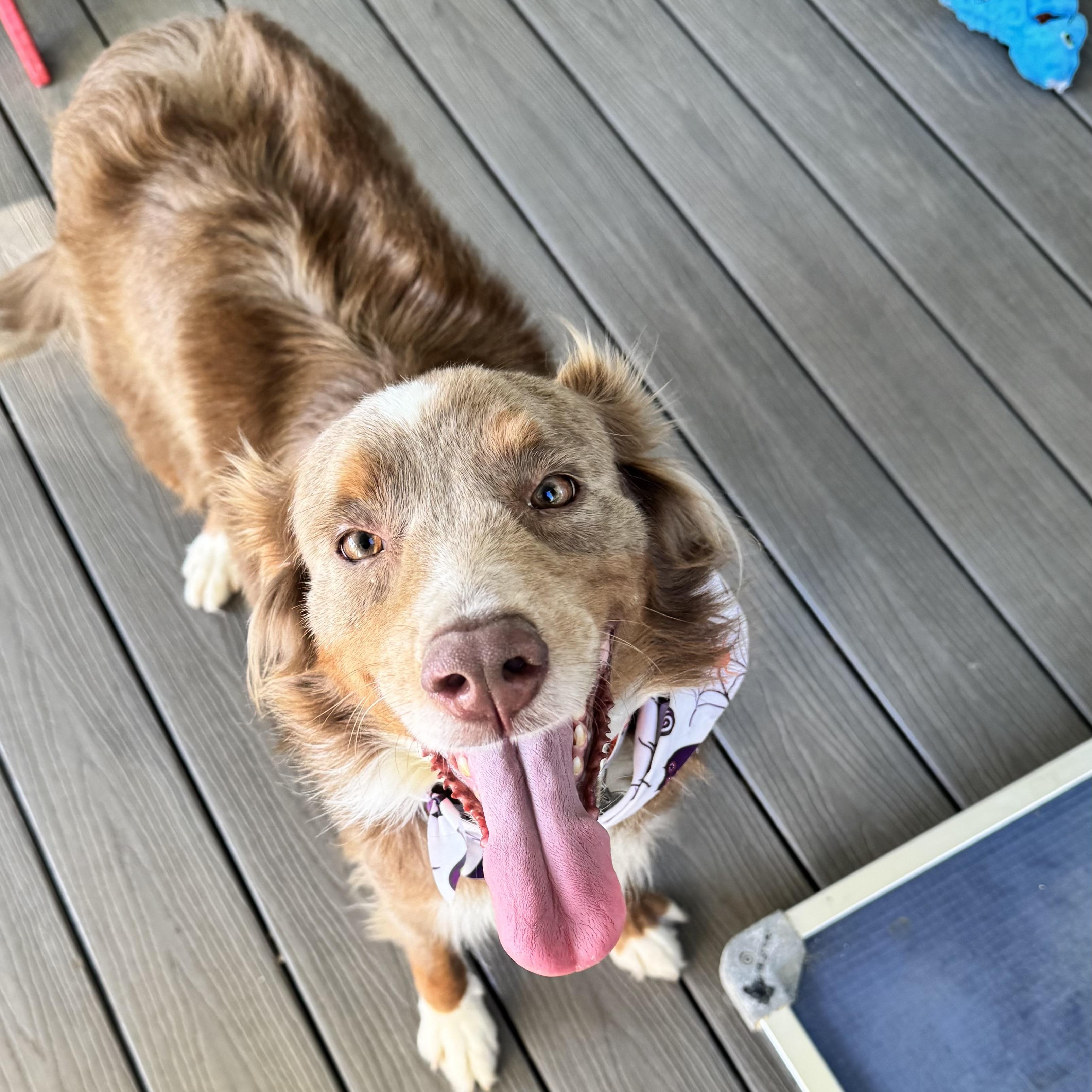 Enlarge Dusty Rose, a Adoptable Australian Shepherd in Louisburg, KS image 6/6