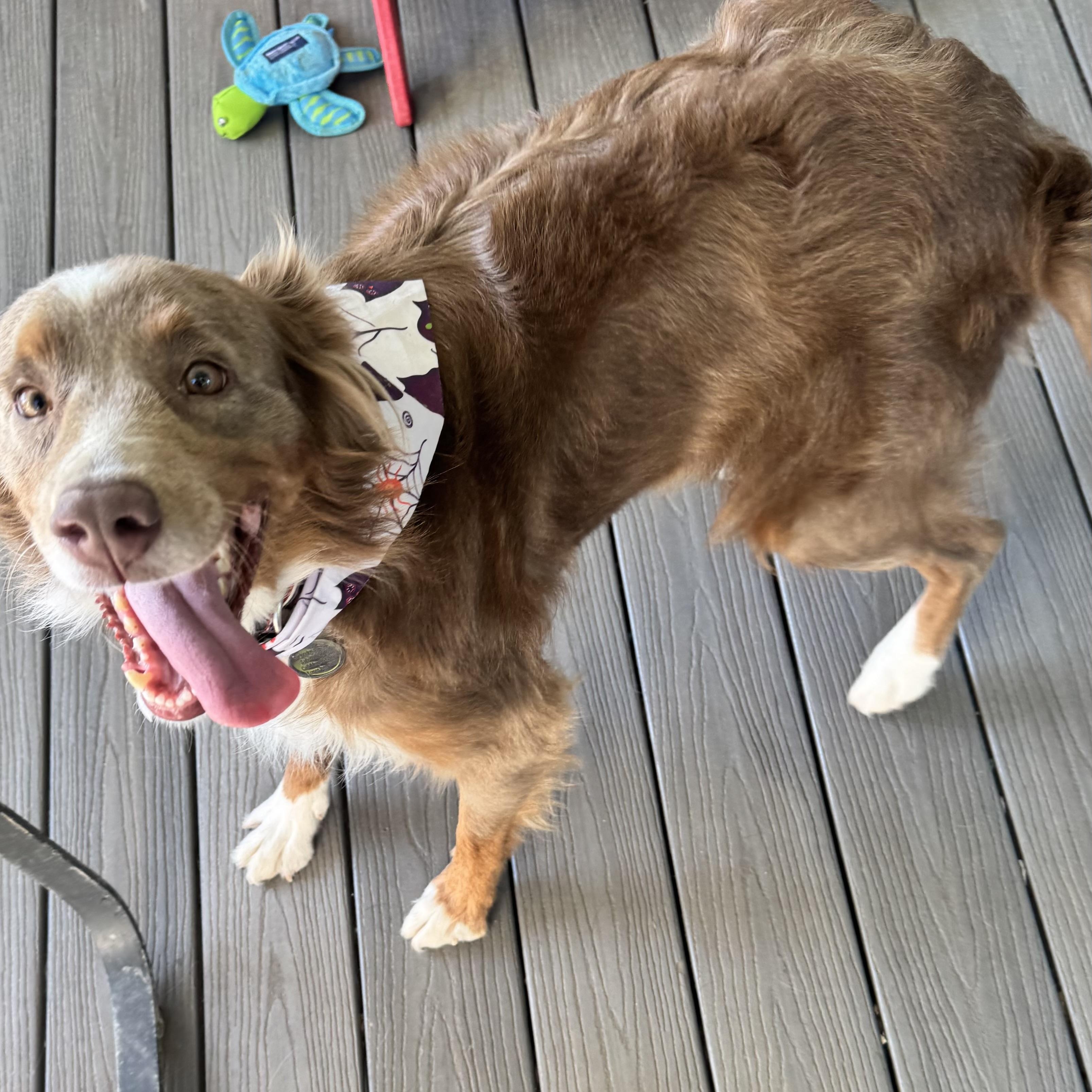 Enlarge Dusty Rose, a Adoptable Australian Shepherd in Louisburg, KS image 4/6