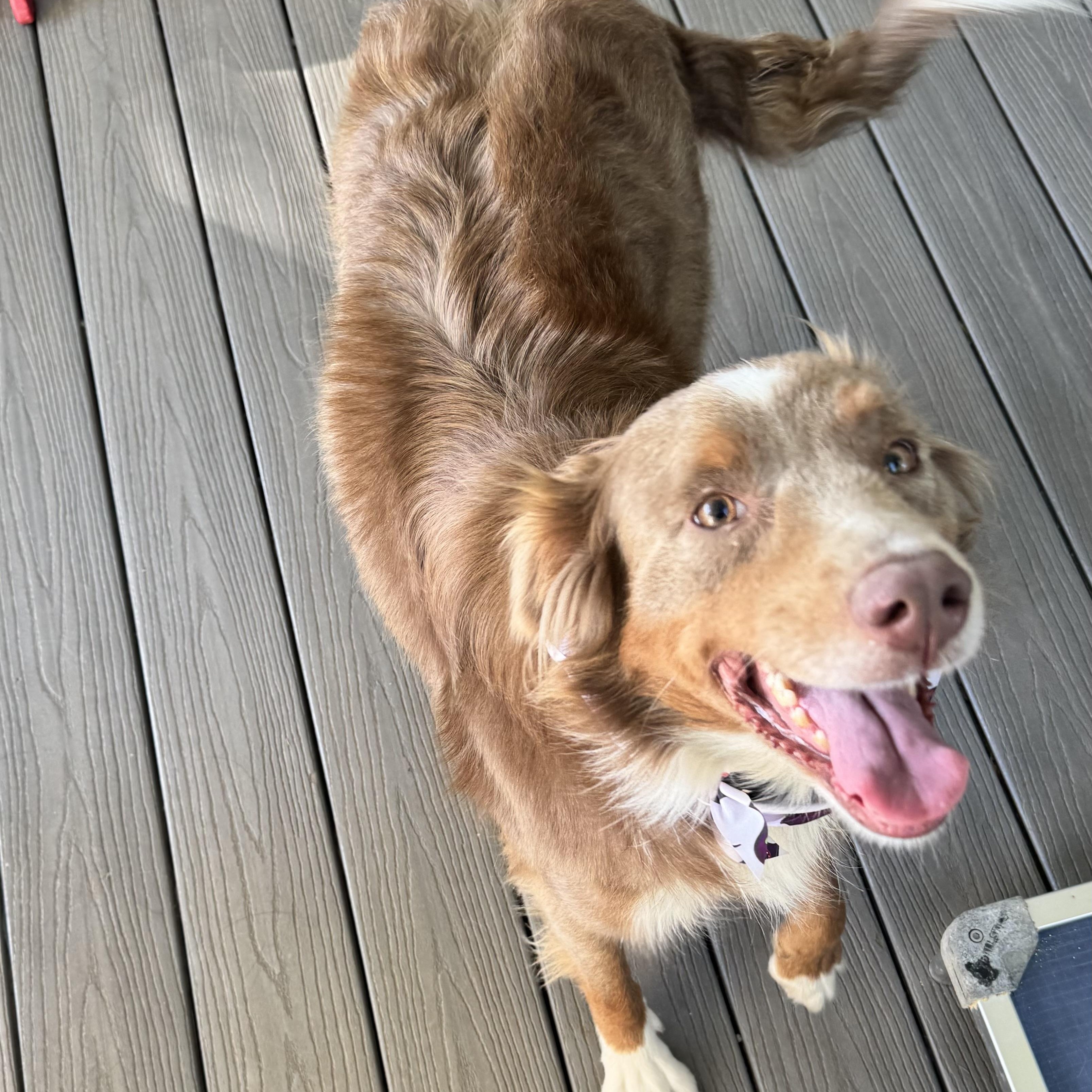 Enlarge Dusty Rose, a Adoptable Australian Shepherd in Louisburg, KS image 2/6