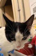 Star, Adoptable, Young Female Domestic Short Hair.