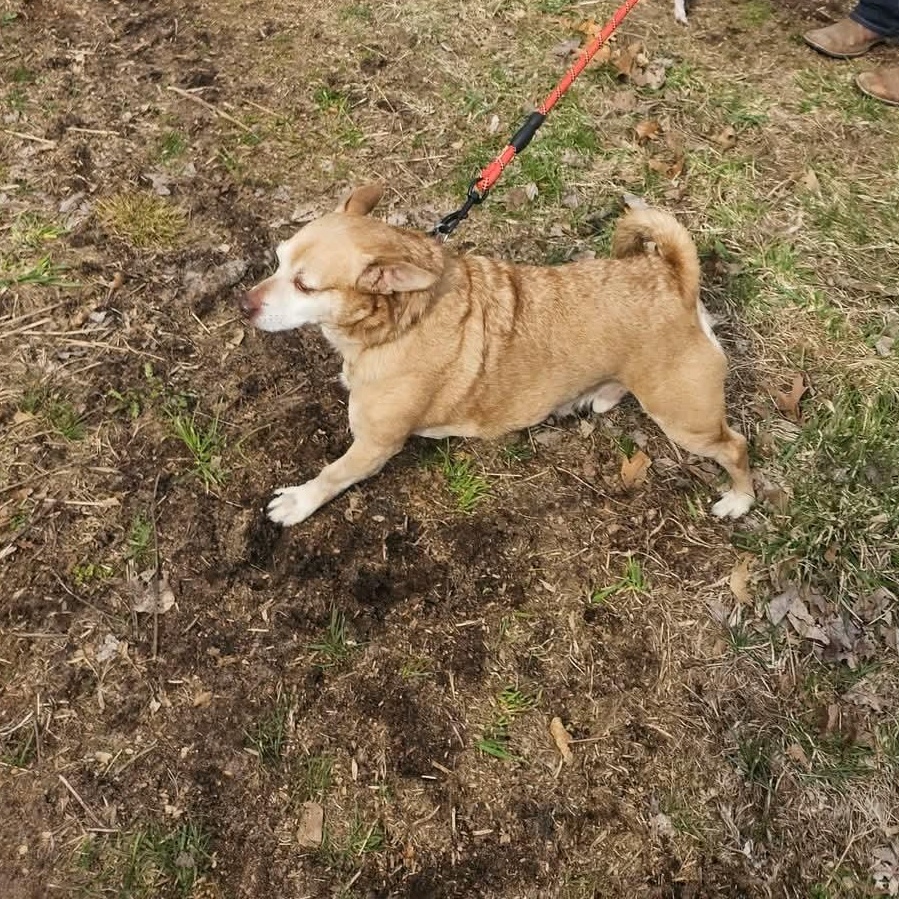 Enlarge Tony, a Adoptable Chihuahua in Kentwood, MI image 4/5