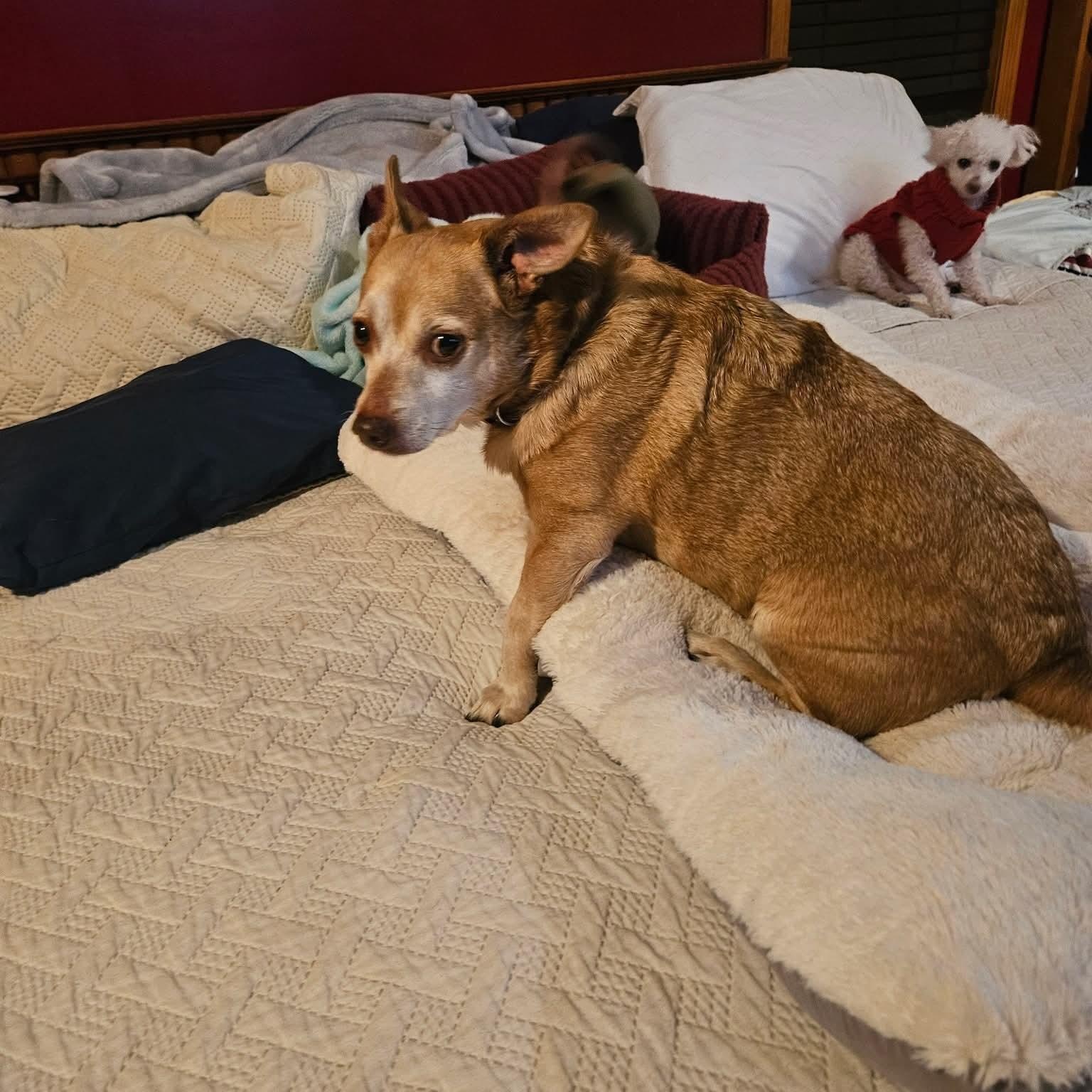 Enlarge Tony, a Adoptable Chihuahua in Kentwood, MI image 5/5