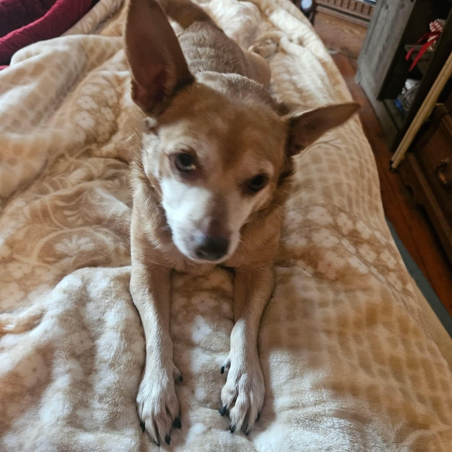 Enlarge Tony, a Adoptable Chihuahua in Kentwood, MI image 3/5