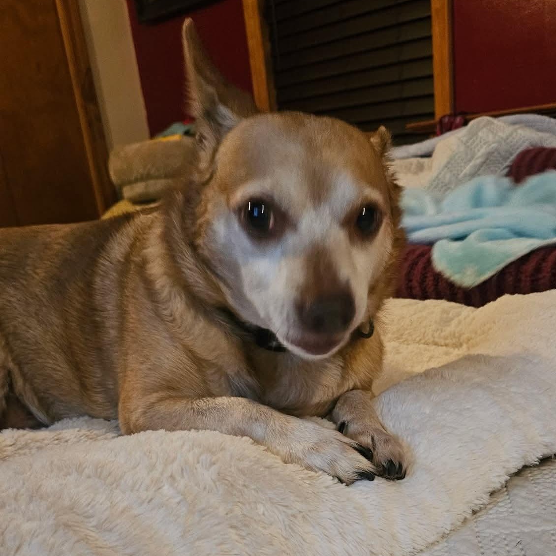 Enlarge Tony, a Adoptable Chihuahua in Kentwood, MI image 2/5