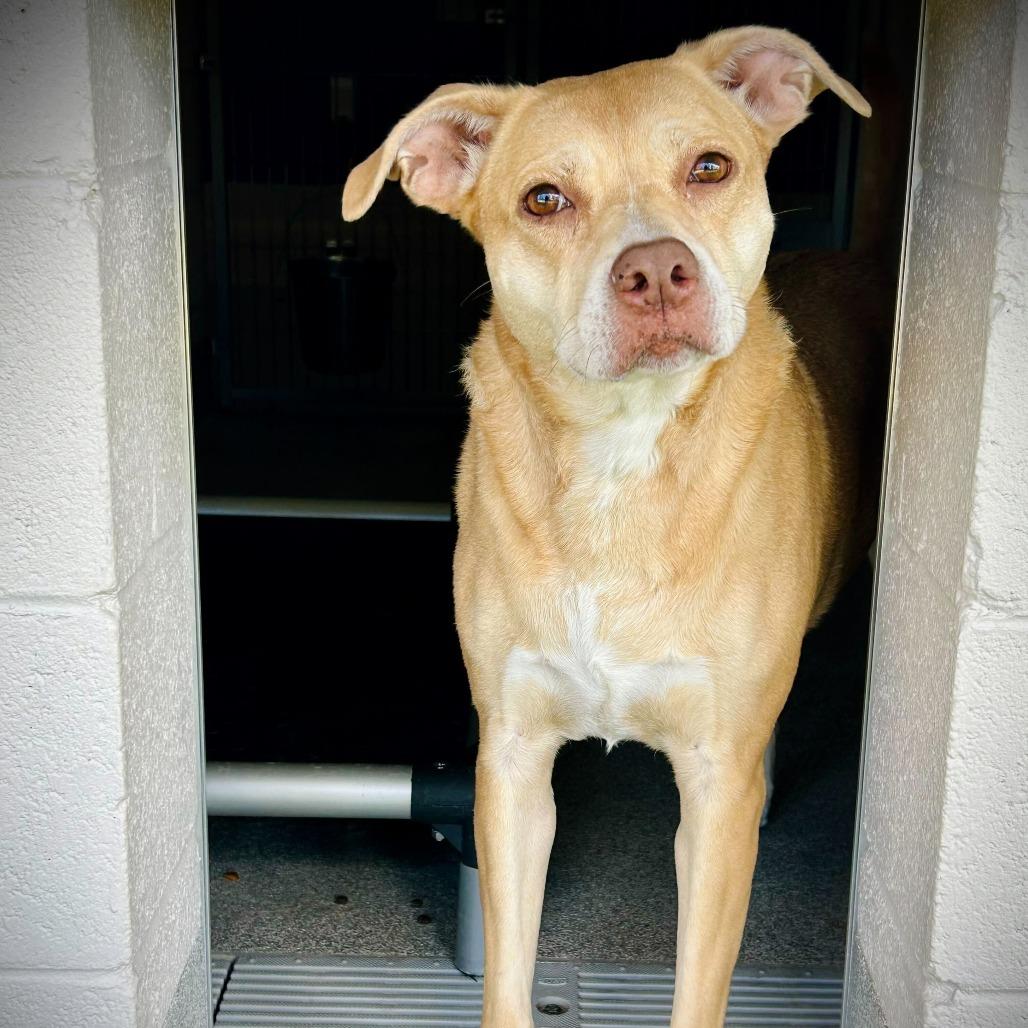 Enlarge Tia, a Adoptable mixed breed in Englewood, FL image 3/3