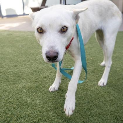 Opal, a Adoptable mixed breed in San Francisco, CA image 1/3