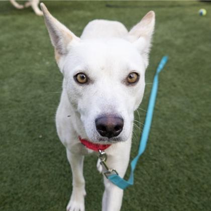 Opal, a Adoptable mixed breed in San Francisco, CA image 2/3