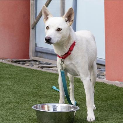 Opal, a Adoptable mixed breed in San Francisco, CA image 3/3