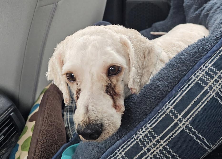 Enlarge Pecan, a Adoptable mixed breed in Minneapolis, MN image 1/4