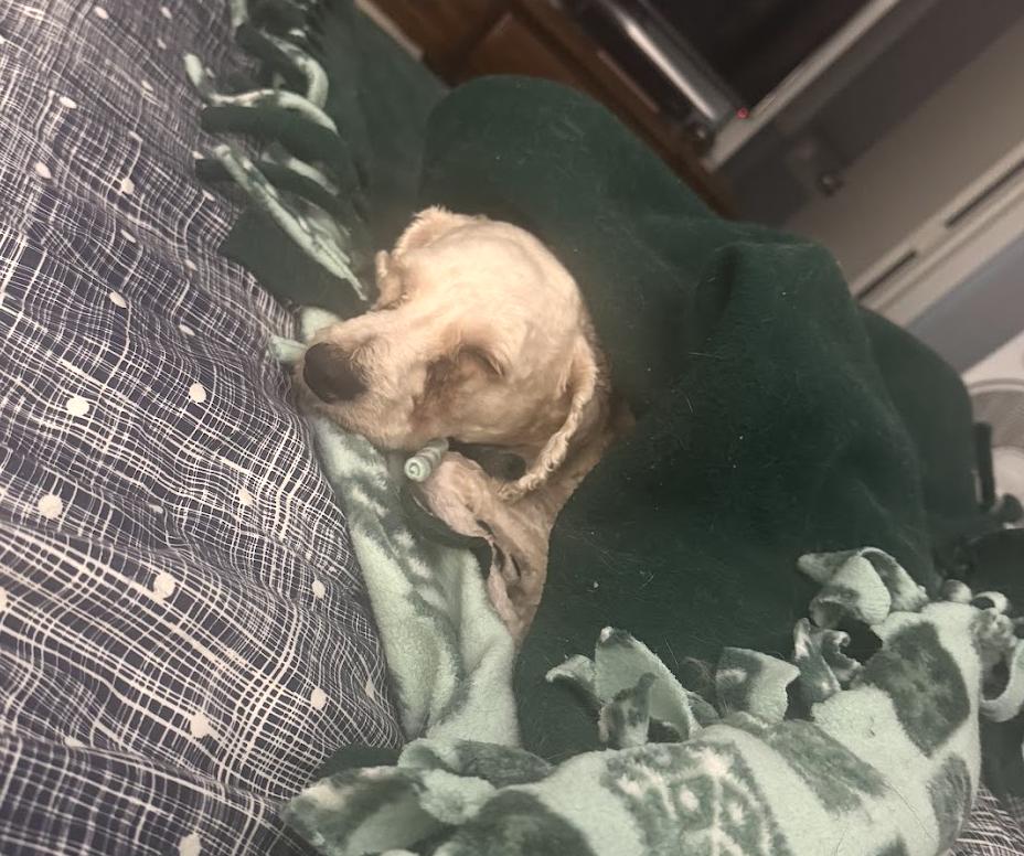 Enlarge Pecan, a Adoptable mixed breed in Minneapolis, MN image 4/4