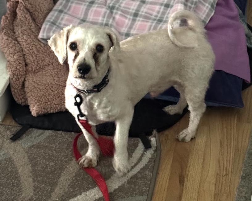 Pecan, Adoptable, Adult Male Bichon Frise.