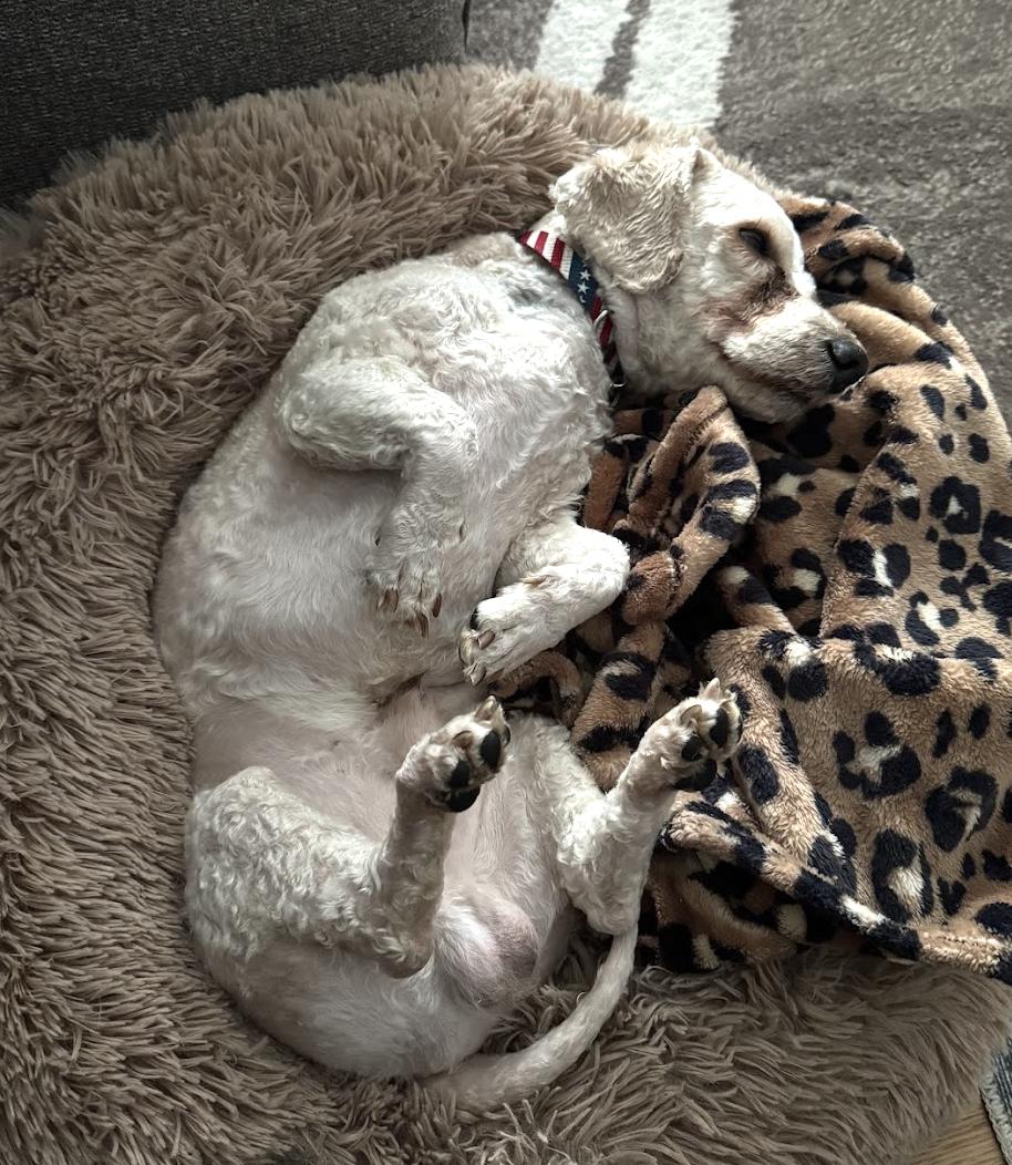 Enlarge Pecan, a Adoptable mixed breed in Minneapolis, MN image 3/4