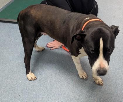 Enlarge Maybelline, a Adoptable mixed breed in Taylorsville, NC image 1/3