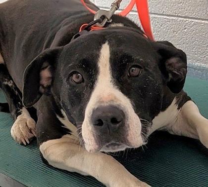 Enlarge Maybelline, a Adoptable mixed breed in Taylorsville, NC image 2/3