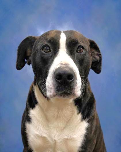 Enlarge Maybelline, a Adoptable mixed breed in Taylorsville, NC image 3/3