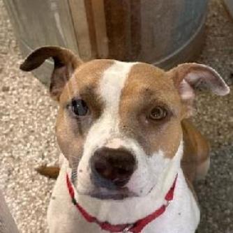 Tootsie, Adoptable, Adult Female Mixed Breed.