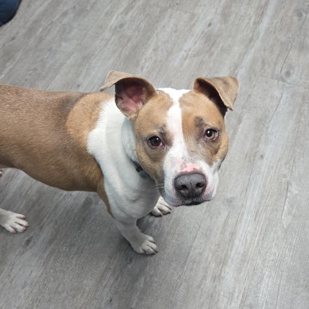 Tootsie, Adoptable, Adult Female Mixed Breed.