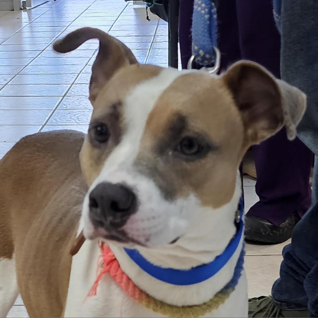 Enlarge Tootsie, a Adoptable Mixed Breed in Camden, DE image 2/3