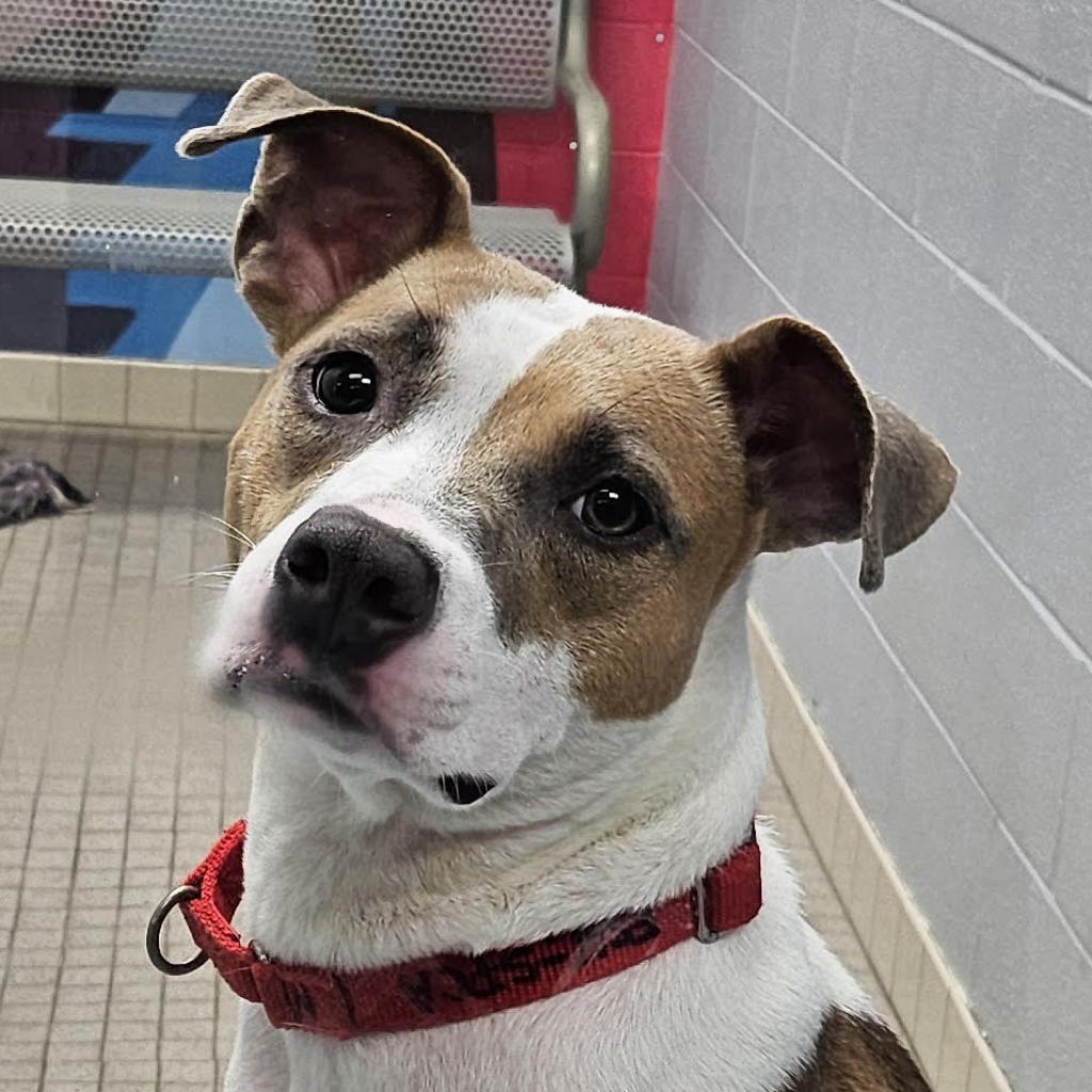 Enlarge Tootsie, a Adoptable Mixed Breed in Camden, DE image 3/3