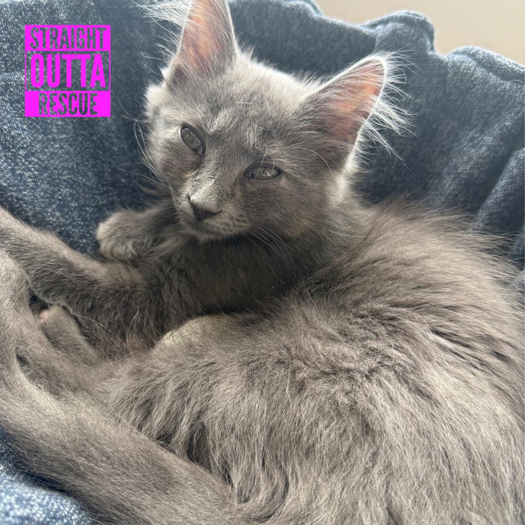 Storm, Adopted, Kitten Male Domestic Long Hair.