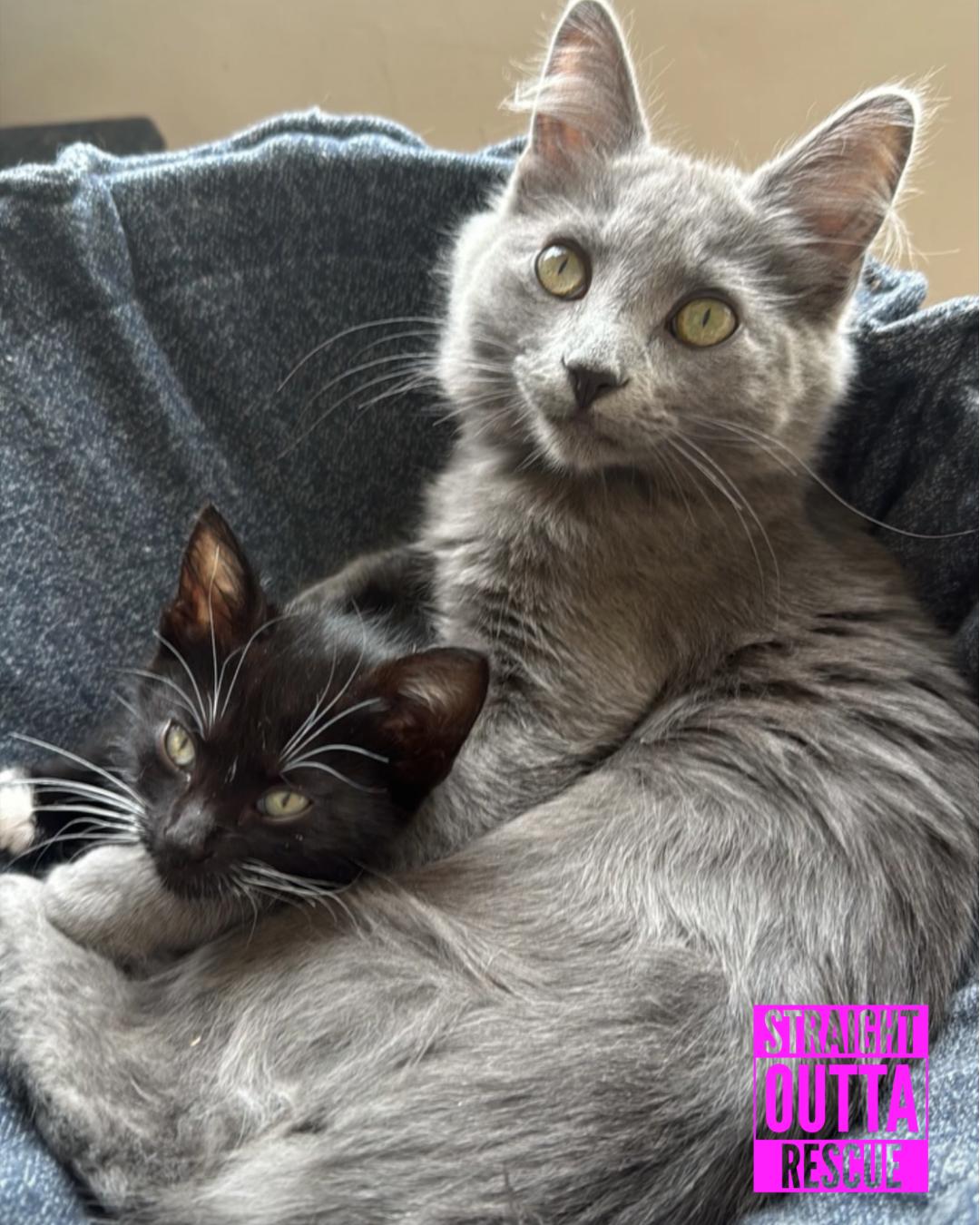 Enlarge Storm, a Adopted Domestic Long Hair in Vancouver, BC image 4/4