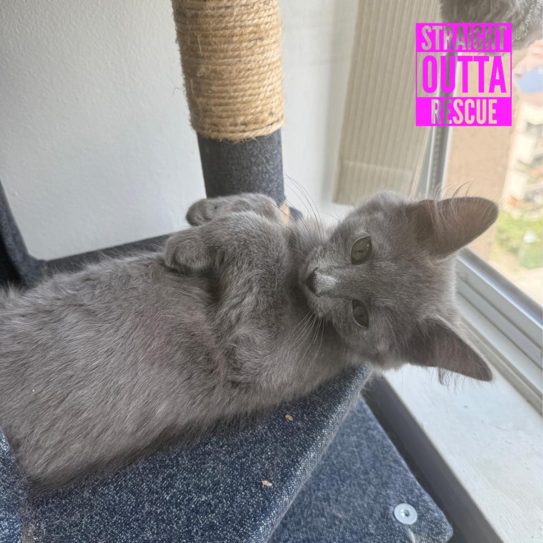 Enlarge Storm, a Adopted Domestic Long Hair in Vancouver, BC image 3/4