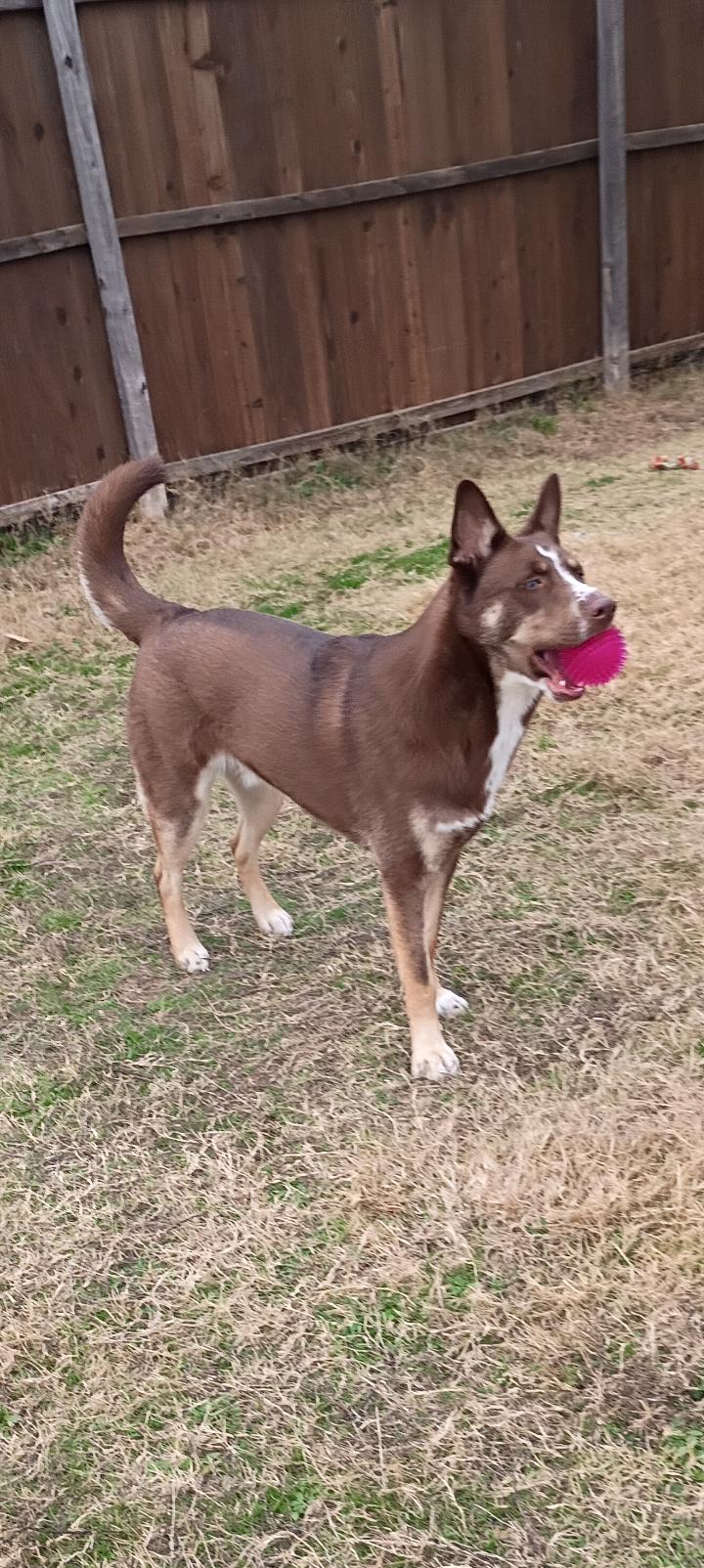 Moses, a hold mixed breed in Garland, TX image 4/4