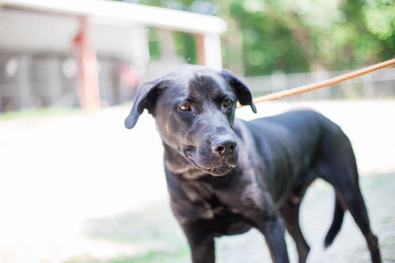 Dog for adoption Drummer, a Black Labrador Retriever in Rock Hill, SC