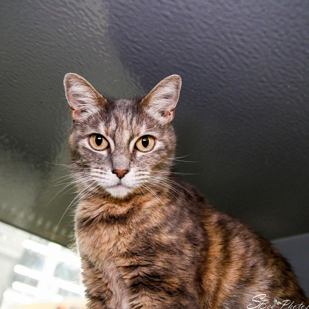 Enlarge Dior, a Adoptable Domestic Short Hair in St. Cloud, FL image 1/3