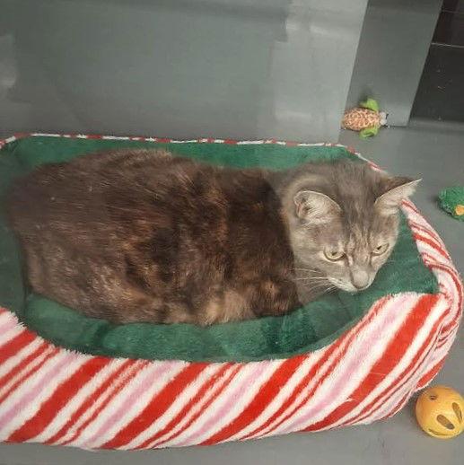 Enlarge Dior, a Adoptable Domestic Short Hair in St. Cloud, FL image 2/3