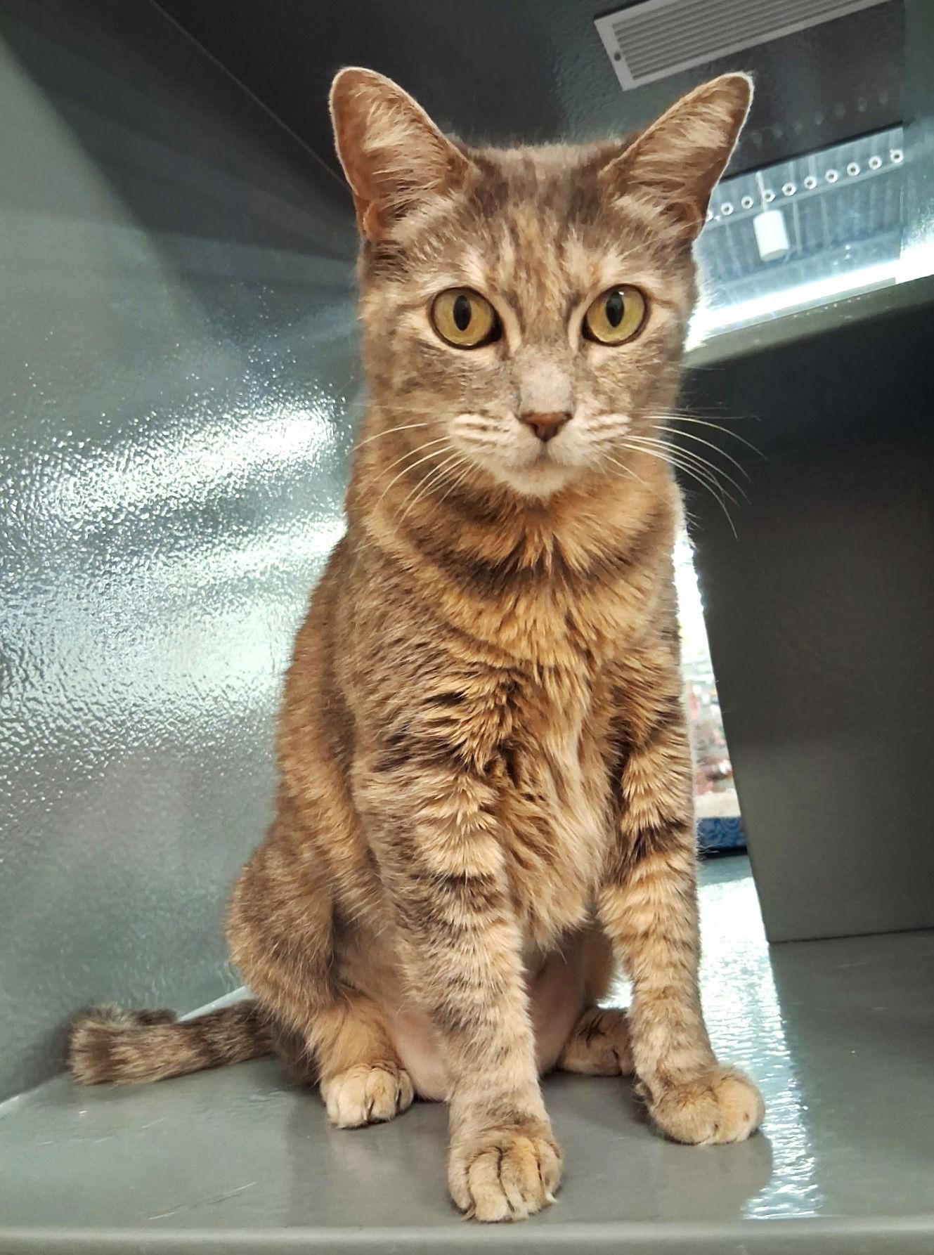 Enlarge Dior, a Adoptable Domestic Short Hair in St. Cloud, FL image 3/3