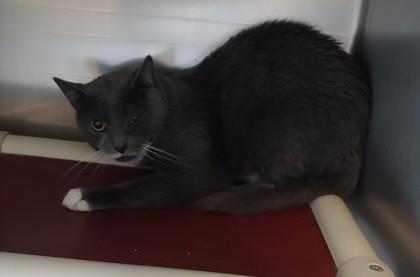 Grayland, Adoptable, Adult Male Domestic Short Hair & Domestic Short Hair.