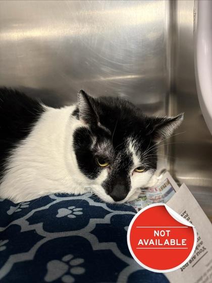 Enlarge Bolt, a Adoptable mixed breed in Lowell, MA image 1/1