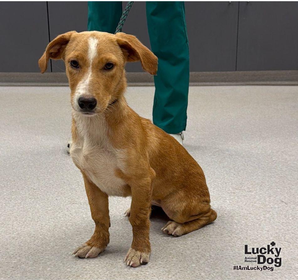 Enlarge Delta, a Adoptable mixed breed in Washington, DC image 1/3