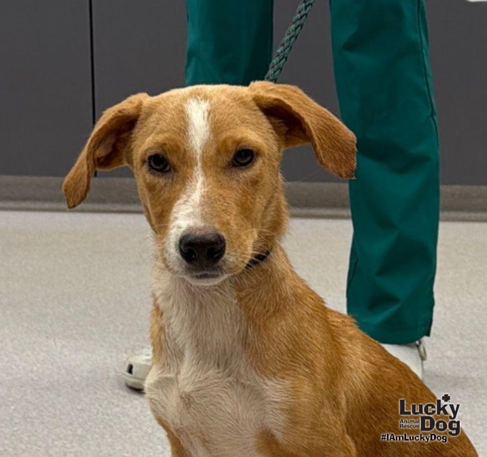 Enlarge Delta, a Adoptable mixed breed in Washington, DC image 2/3