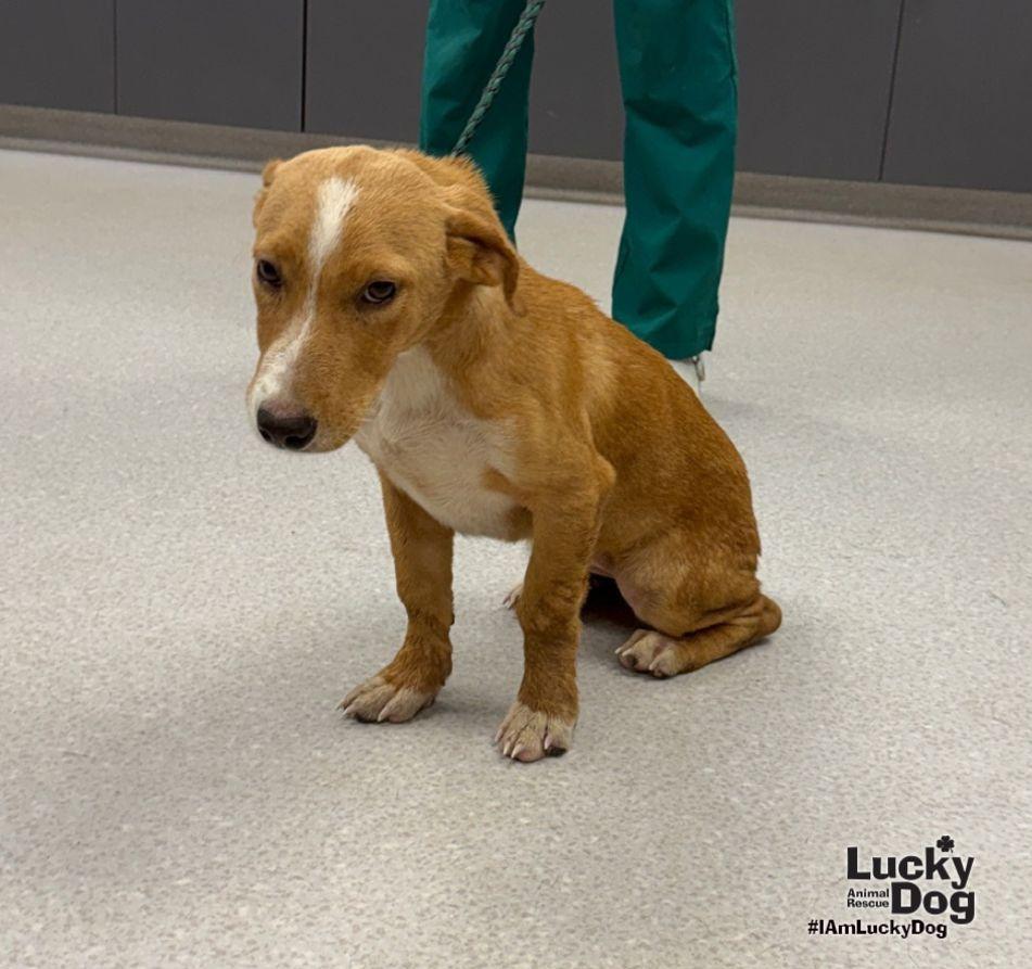 Enlarge Delta, a Adoptable mixed breed in Washington, DC image 3/3