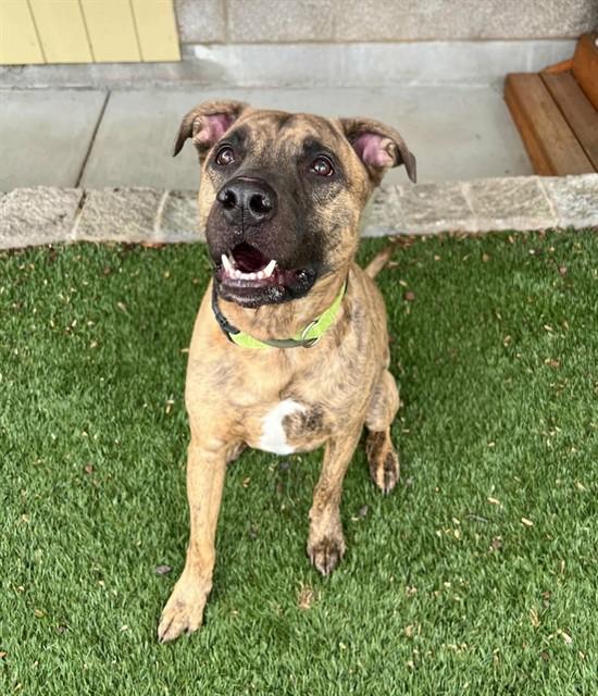 Enlarge Griffin, a ADOPTABLE mixed breed in Phoenix, OR image 1/4