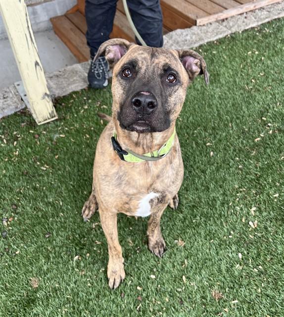 Enlarge Griffin, a ADOPTABLE mixed breed in Phoenix, OR image 2/4