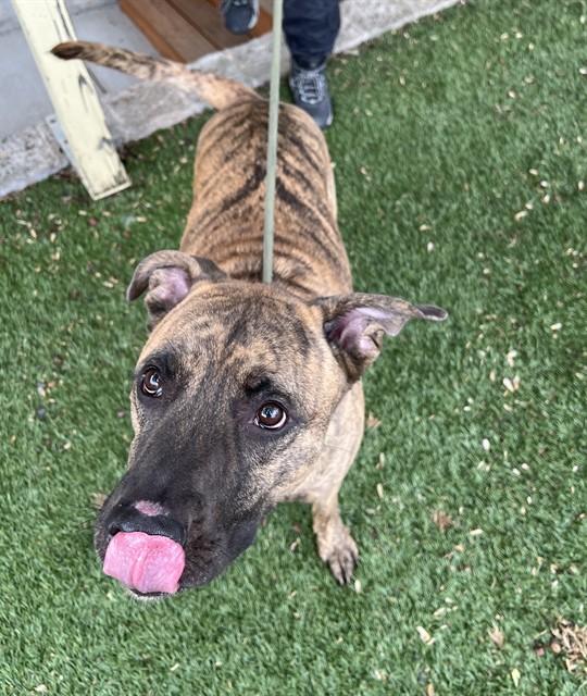 Enlarge Griffin, a ADOPTABLE mixed breed in Phoenix, OR image 3/4